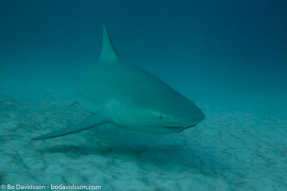BD-101205-Playa-del-Carmen-2599-Carcharhinus-leucas-(Müller---Henle.-1839)-[Bull-shark.-Tjurhaj].jpg